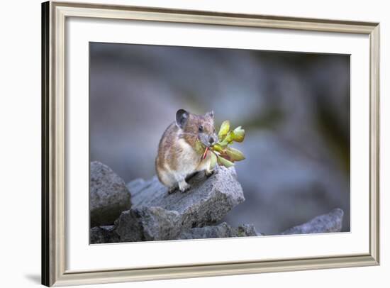 Washington, Mt. Rainier National Park. Hardworking Pika, Bringing in the Harvest-Gary Luhm-Framed Photographic Print