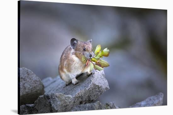 Washington, Mt. Rainier National Park. Hardworking Pika, Bringing in the Harvest-Gary Luhm-Stretched Canvas