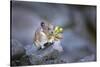 Washington, Mt. Rainier National Park. Hardworking Pika, Bringing in the Harvest-Gary Luhm-Stretched Canvas