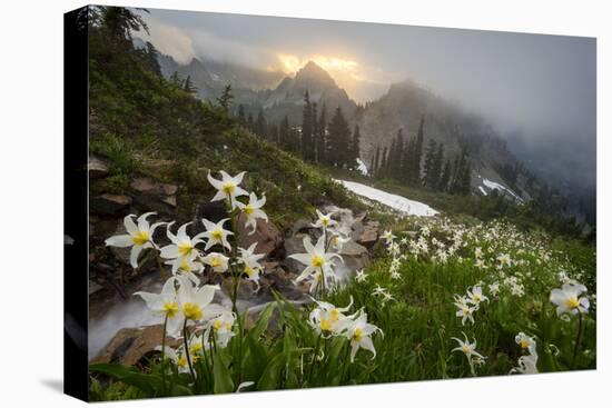 Washington, Mt. Rainier National Park-Gary Luhm-Stretched Canvas