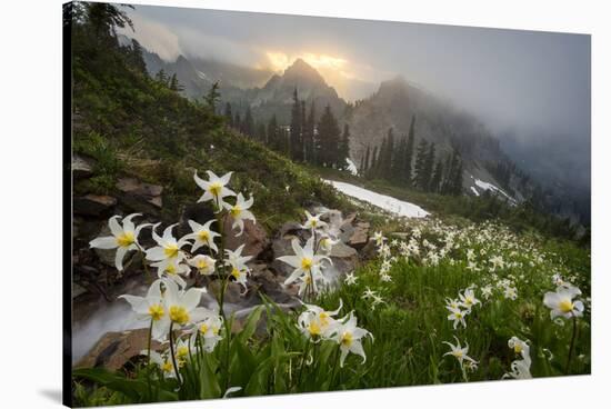 Washington, Mt. Rainier National Park-Gary Luhm-Stretched Canvas