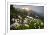 Washington, Mt. Rainier National Park-Gary Luhm-Framed Photographic Print