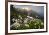 Washington, Mt. Rainier National Park-Gary Luhm-Framed Photographic Print