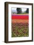 Washington, Mt Vernon, Tulips at the Skagit Valley Tulip Festival-Emily Wilson-Framed Photographic Print