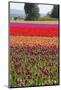 Washington, Mt Vernon, Tulips at the Skagit Valley Tulip Festival-Emily Wilson-Mounted Photographic Print