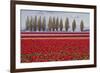 Washington, Mt Vernon, Tulips at the Skagit Valley Tulip Festival-Emily Wilson-Framed Photographic Print