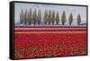 Washington, Mt Vernon, Tulips at the Skagit Valley Tulip Festival-Emily Wilson-Framed Stretched Canvas