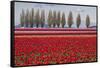 Washington, Mt Vernon, Tulips at the Skagit Valley Tulip Festival-Emily Wilson-Framed Stretched Canvas