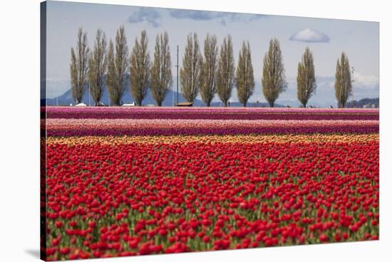 Washington, Mt Vernon, Tulips at the Skagit Valley Tulip Festival-Emily Wilson-Stretched Canvas