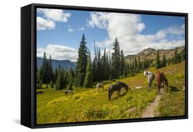 Washington, North Cascades, Slate Pass. Horses and Mules Foraging-Steve Kazlowski-Framed Stretched Canvas