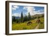 Washington, North Cascades, Slate Pass. Horses and Mules Foraging-Steve Kazlowski-Framed Photographic Print