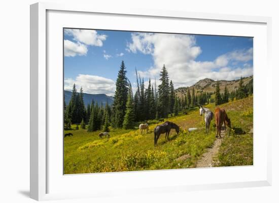 Washington, North Cascades, Slate Pass. Horses and Mules Foraging-Steve Kazlowski-Framed Photographic Print