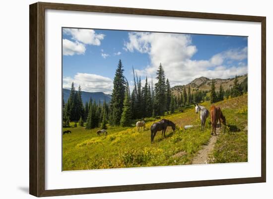 Washington, North Cascades, Slate Pass. Horses and Mules Foraging-Steve Kazlowski-Framed Photographic Print