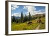 Washington, North Cascades, Slate Pass. Horses and Mules Foraging-Steve Kazlowski-Framed Photographic Print