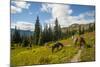 Washington, North Cascades, Slate Pass. Horses and Mules Foraging-Steve Kazlowski-Mounted Photographic Print