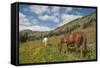 Washington, North Cascades, Slate Pass. Horses and Mules Foraging-Steve Kazlowski-Framed Stretched Canvas