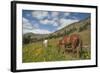 Washington, North Cascades, Slate Pass. Horses and Mules Foraging-Steve Kazlowski-Framed Photographic Print