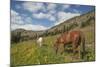 Washington, North Cascades, Slate Pass. Horses and Mules Foraging-Steve Kazlowski-Mounted Photographic Print