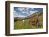 Washington, North Cascades, Slate Pass. Horses and Mules Foraging-Steve Kazlowski-Framed Photographic Print