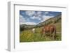 Washington, North Cascades, Slate Pass. Horses and Mules Foraging-Steve Kazlowski-Framed Photographic Print