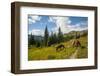 Washington, North Cascades, Slate Pass. Horses and Mules Foraging-Steve Kazlowski-Framed Premium Photographic Print