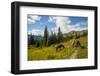 Washington, North Cascades, Slate Pass. Horses and Mules Foraging-Steve Kazlowski-Framed Premium Photographic Print