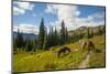 Washington, North Cascades, Slate Pass. Horses and Mules Foraging-Steve Kazlowski-Mounted Premium Photographic Print