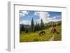 Washington, North Cascades, Slate Pass. Horses and Mules Foraging-Steve Kazlowski-Framed Photographic Print