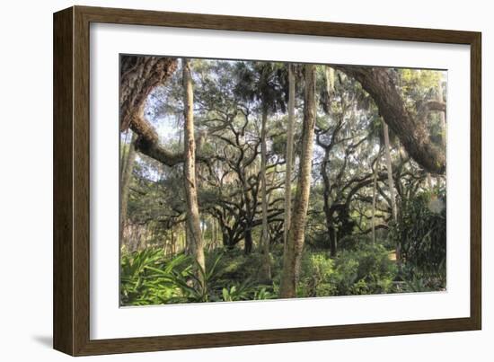 Washington Oaks 1-Robert Goldwitz-Framed Giclee Print