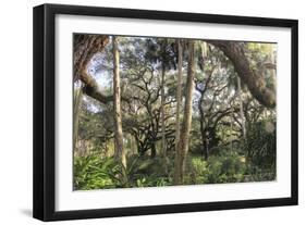 Washington Oaks 1-Robert Goldwitz-Framed Giclee Print