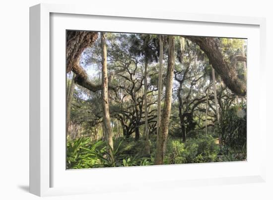 Washington Oaks 1-Robert Goldwitz-Framed Giclee Print