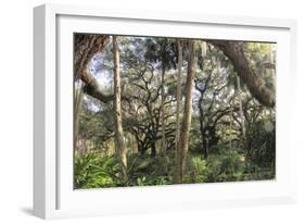 Washington Oaks 1-Robert Goldwitz-Framed Giclee Print