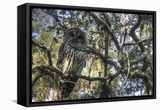 Washington Oaks Owl-Robert Goldwitz-Framed Stretched Canvas