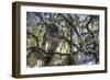 Washington Oaks Owl-Robert Goldwitz-Framed Giclee Print