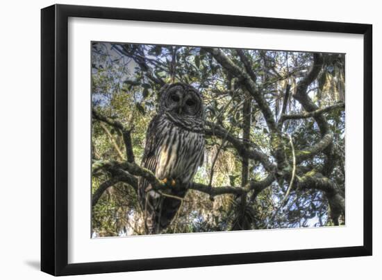 Washington Oaks Owl-Robert Goldwitz-Framed Giclee Print