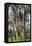Washington Oaks vertical 2-Robert Goldwitz-Framed Stretched Canvas