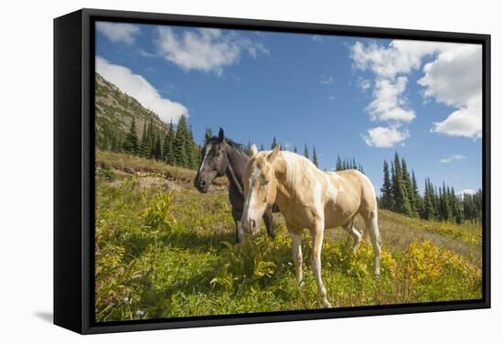 Washington, Okanogan-Wenatchee Nf, Slate Pass. Horses Foraging-Steve Kazlowski-Framed Stretched Canvas