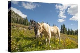 Washington, Okanogan-Wenatchee Nf, Slate Pass. Horses Foraging-Steve Kazlowski-Stretched Canvas