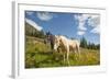 Washington, Okanogan-Wenatchee Nf, Slate Pass. Horses Foraging-Steve Kazlowski-Framed Photographic Print