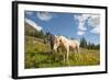 Washington, Okanogan-Wenatchee Nf, Slate Pass. Horses Foraging-Steve Kazlowski-Framed Photographic Print