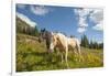 Washington, Okanogan-Wenatchee Nf, Slate Pass. Horses Foraging-Steve Kazlowski-Framed Photographic Print