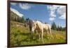 Washington, Okanogan-Wenatchee Nf, Slate Pass. Horses Foraging-Steve Kazlowski-Framed Photographic Print