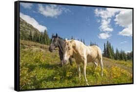 Washington, Okanogan-Wenatchee Nf, Slate Pass. Horses Foraging-Steve Kazlowski-Framed Stretched Canvas