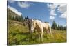 Washington, Okanogan-Wenatchee Nf, Slate Pass. Horses Foraging-Steve Kazlowski-Stretched Canvas