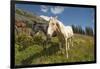 Washington, Okanogan-Wenatchee Nf, Slate Pass. Horses Foraging-Steve Kazlowski-Framed Photographic Print