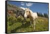 Washington, Okanogan-Wenatchee Nf, Slate Pass. Horses Foraging-Steve Kazlowski-Framed Stretched Canvas