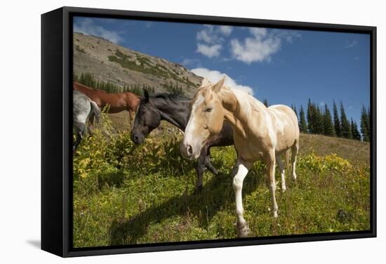 Washington, Okanogan-Wenatchee Nf, Slate Pass. Horses Foraging-Steve Kazlowski-Framed Stretched Canvas