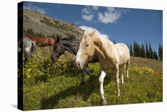 Washington, Okanogan-Wenatchee Nf, Slate Pass. Horses Foraging-Steve Kazlowski-Stretched Canvas