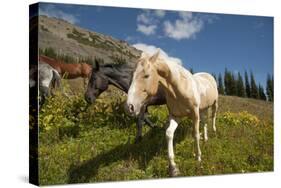 Washington, Okanogan-Wenatchee Nf, Slate Pass. Horses Foraging-Steve Kazlowski-Stretched Canvas