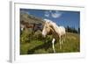 Washington, Okanogan-Wenatchee Nf, Slate Pass. Horses Foraging-Steve Kazlowski-Framed Photographic Print